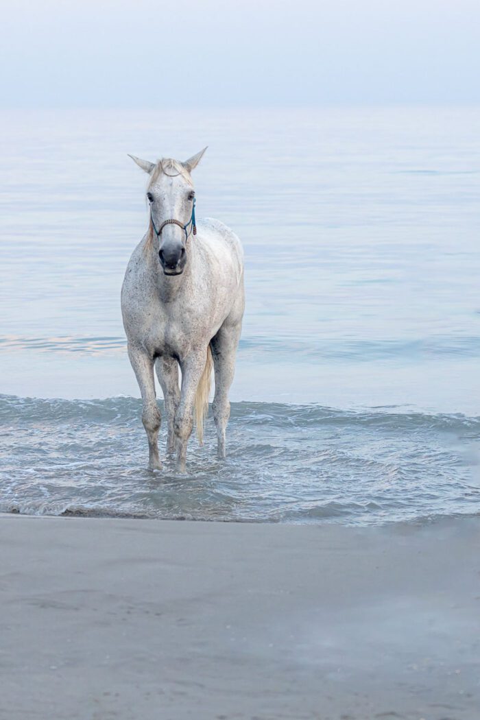 La Photographie Animalière 13 ELSA 032